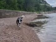 Dog Enjoys Being in Nature