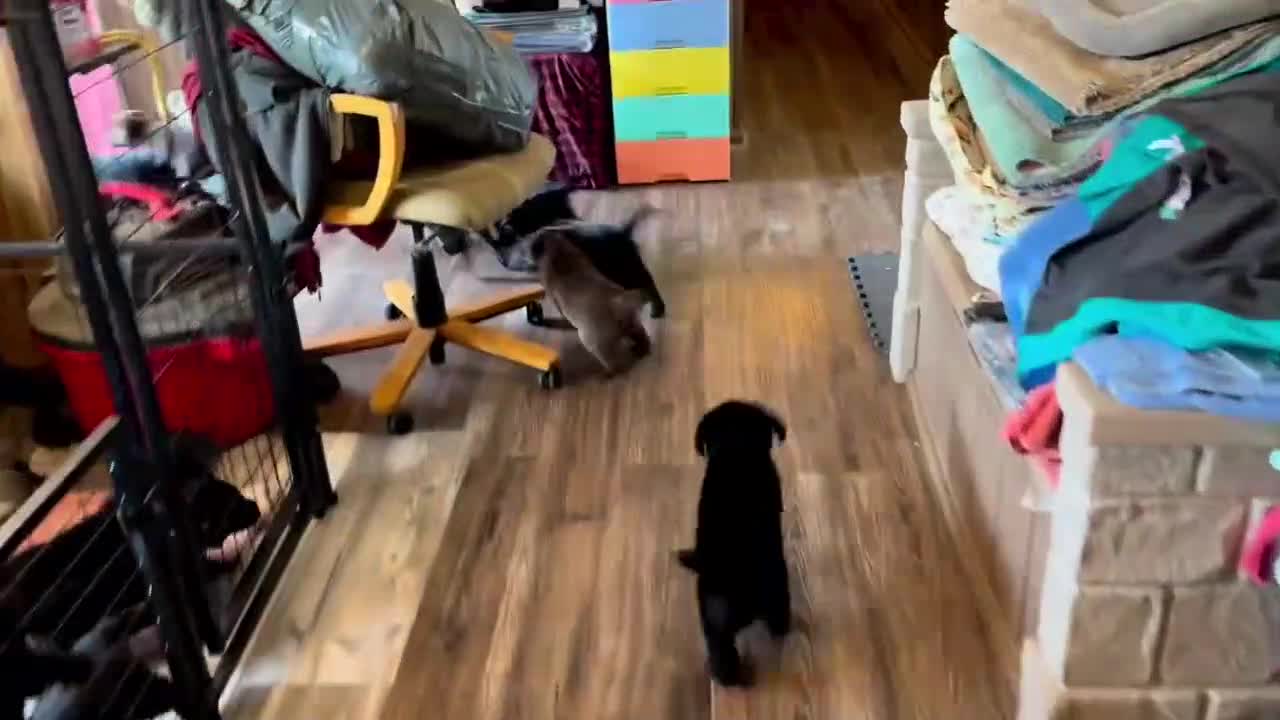 Labrador Puppies Move in Circles While Eating Food