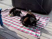 Labrador Puppies Move in Circles While Eating Food