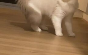 Cat Weirdly Hops Towards Owner and Then Runs Away