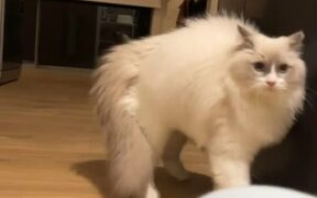 Cat Weirdly Hops Towards Owner and Then Runs Away