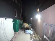 Huge Bear Goes Through Garbage