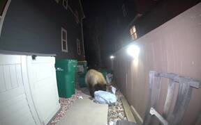 Huge Bear Goes Through Garbage