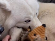 Husky Tries to Hatch Two Chicken Eggs