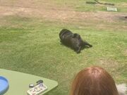 Pug Enjoys Sliding Down Grassy Hill