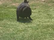 Pug Enjoys Sliding Down Grassy Hill