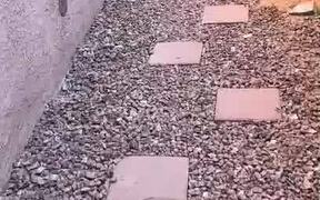 Pit Bull Skips to Walk Over Stepping Stones