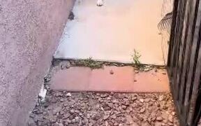 Pit Bull Skips to Walk Over Stepping Stones