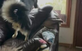 Dog Licks Owner and Welcomes Her Back