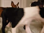 Dog Falls Off Bed While Play-fighting Fellows