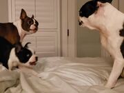 Dog Falls Off Bed While Play-fighting Fellows