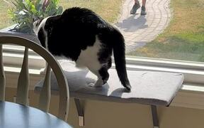 Cat Tries to Attack a Guy Through Glass Window