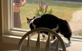Cat Tries to Attack a Guy Through Glass Window