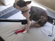 Dog Loves Being Vacuumed