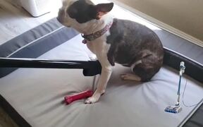Dog Loves Being Vacuumed