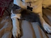 Dog Affectionately Hides Kitten Under Himself