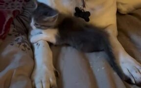 Dog Affectionately Hides Kitten Under Himself