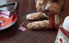 Dog Gets Caught While Grabbing Sausage From Plate