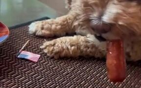 Dog Gets Caught While Grabbing Sausage From Plate