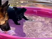 Big Dog Splashes Puppy in Small Pool