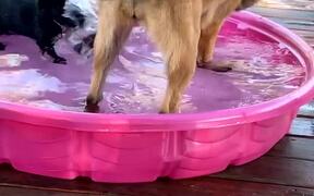 Big Dog Splashes Puppy in Small Pool