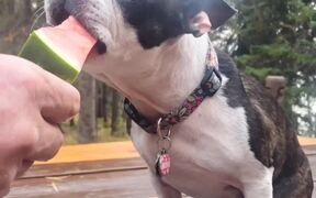 Dog Enjoys Munching on Watermelon