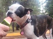 Dog Enjoys Munching on Watermelon