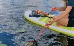 Cat Enjoys Her Time on Paddle Boat In Lake