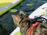 Cat Enjoys Her Time on Paddle Boat In Lake