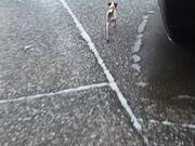 Dog Walks on Front Feet to Avoid Snow