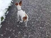 Dog Walks on Front Feet to Avoid Snow