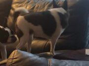Dog Distracts Sister and Steals Her Bed