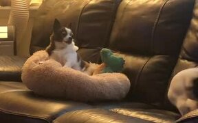 Dog Distracts Sister and Steals Her Bed
