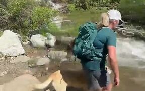 Woman and Dog Attempt to Cross Fast Flowing Stream