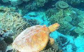 Sea Turtle Swimming in Crystal Clear Waters