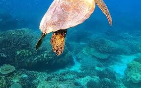 Sea Turtle Swimming in Crystal Clear Waters