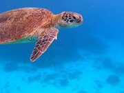 Turtle Swims Around in Clear Blue Water