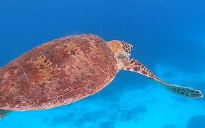Turtle Swims Around in Clear Blue Water