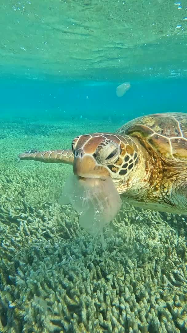 Turtle Feeds on Jellyfish