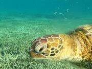 Turtle Feeds on Jellyfish