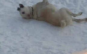 Dog Loves Lying Down in Snow