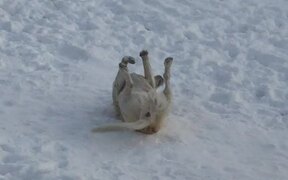 Dog Loves Lying Down in Snow