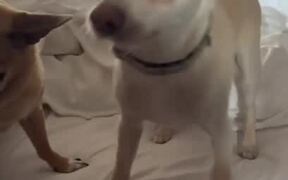 Dogs Showing Different Personalities in Morning
