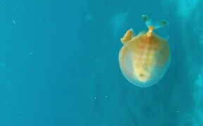 Fish Hides Inside Jellyfish as It Floats in Sea