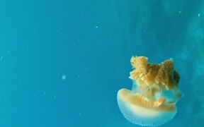 Fish Hides Inside Jellyfish as It Floats in Sea