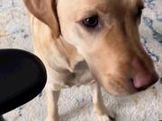 Dog Helps Out Owner With Checking BloodSugar Level