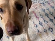 Dog Helps Out Owner With Checking BloodSugar Level
