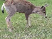 Cat Runs Away asFriendly Deer Gets Too Close to It