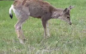 Cat Runs Away asFriendly Deer Gets Too Close to It