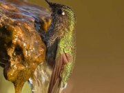 Green Backed Firecrown Bathes in Waterfall